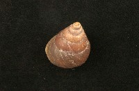 藏品(褐巴布亞蝸牛)的圖片